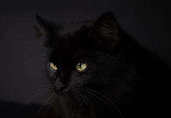 Portrait of a Gorgeous fluffy black cat with bright yellow eyes. Cat of the witch for Halloween concept.