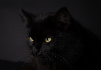 Obraz premium Portrait of a Gorgeous fluffy black cat with bright yellow eyes. Cat of the witch for Halloween concept.