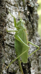 grasshopper locusts