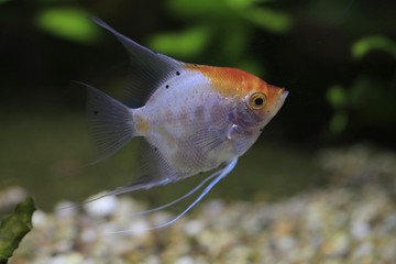 Obraz premium Panda Skalar-Fische (Pterophyllum)
