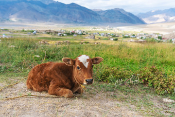 Calf on agriculture farm in summer, young cow relaxing in rural area