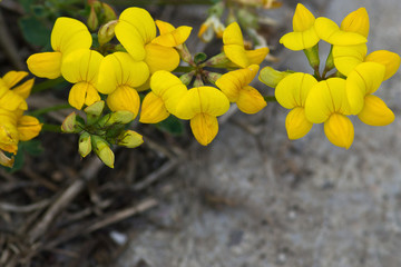 Lathyrus pratensis. Yellow flowers on a meadow closeup