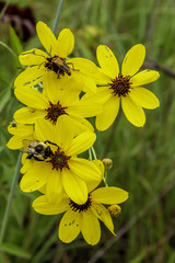 Sweet yellow wildflowers