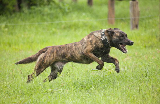 Attack dog training for antipoaching activities