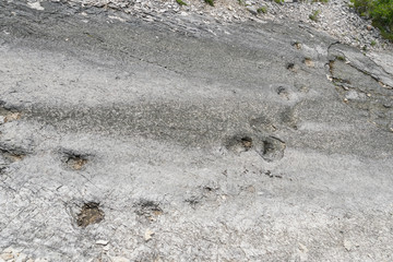 Orme dei dinosauri - Lavini di Marco, Rovereto (Trento, Italia)