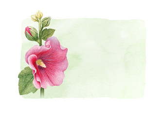 Watercolor illustration of a mallow flower. Perfect for greeting cards and invitations