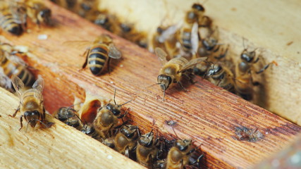 Life inside a bee hive. Bees work on frames with honey © StockMediaSeller