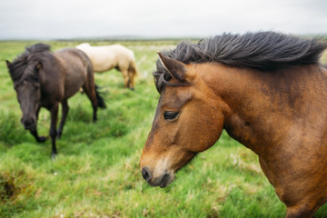 Fototapeta premium Three Icelandic horses in the meadow