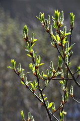 Spring twig with buds and green leaves