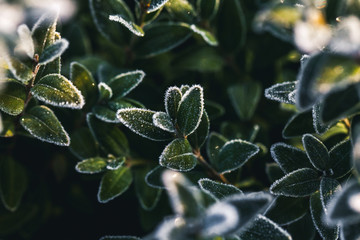 The frost on the leaves