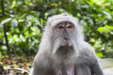 Monkey portrait. Face of Macaque monkey in Ubud Monkey Forest, Bali