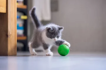 Fototapeten The kitten is playing with a ball © chendongshan