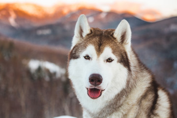 Naklejka premium Close-up portrait of Siberian Husky dog sitting on the snow in winter forest at sunset on bright mountain background.
