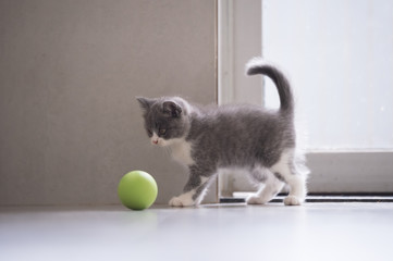 The kitten is playing with a ball