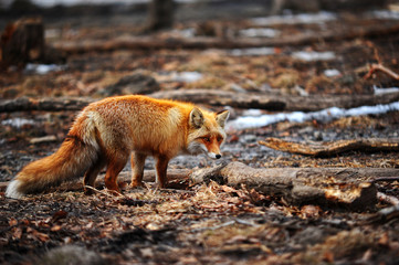  Fox in the winter forest
