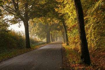 Fototapeta premium Morning light in country./ Beautiful autumn road and forest in north Poland