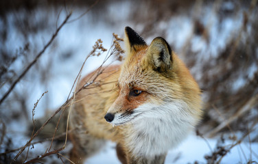  Fox in the winter forest