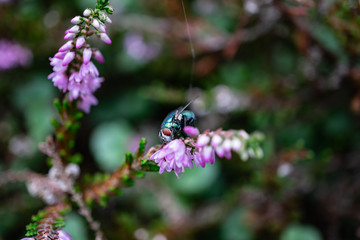 Bluebottle on purple heather.