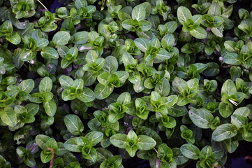 Green leaves background