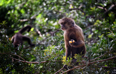  Monkey at the Zoo in Ramat Gan City, Israel