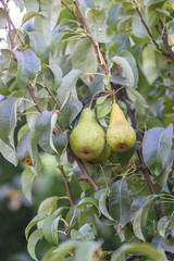 pears on the tree