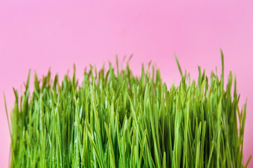 Fototapeta premium Sprouted wheat grass on color background