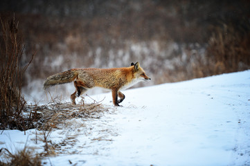 Fototapeta premium Fox in the winter forest