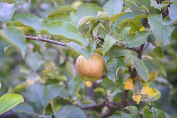 apples on the tree
