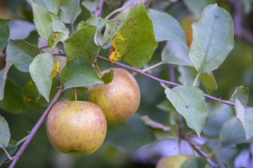apples on the tree