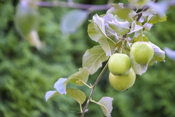 apples on the tree