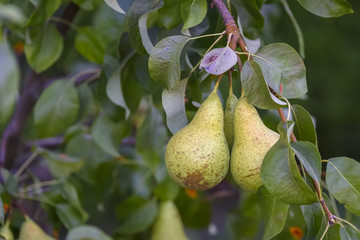 pears on the tree