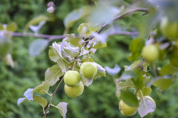 Fototapeta premium apples on the tree