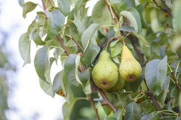 pears on the tree