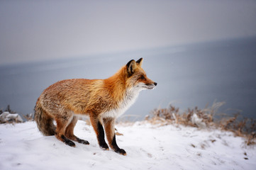 Fototapeta premium Fox in the winter forest