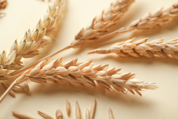 Wheat spikelets on light table, closeup