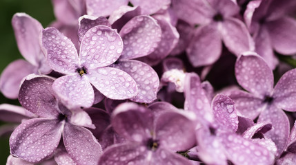 Macro image of spring soft violet lilac flowers, natural seasonal floral background. Can be used as holiday card with copy space.