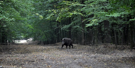 Wild boar runs out of the forest