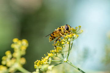Close-up detail of a honey bee apis collecting pollen from fennel in garden
