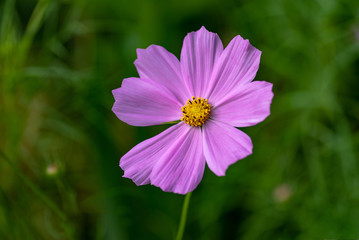 Fototapeta premium Pink summer cosmos flower - in Latin Cosmos Bipinnatus - at the summer meadow, selective focus at the Cosmos flower.