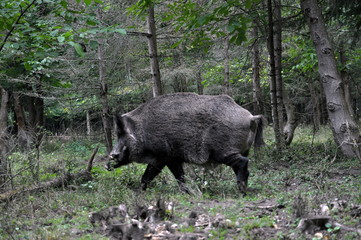 Wild boar runs out of the forest