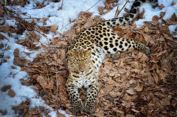 The Far Eastern leopard in the winter forest
