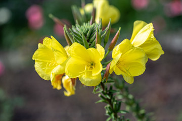 Fototapeta premium Beautiful Yellow Oenothera flowers. Evening Primrose in the garden