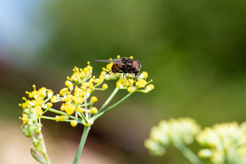 House fly on  Fennel plant collecting nectar.Macro photo