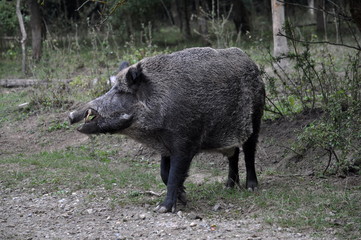 Wild boar runs out of the forest