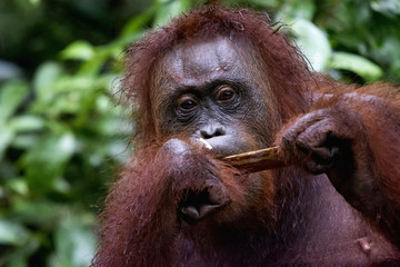 Close-up of Orangutan in Borneo from Indonesia