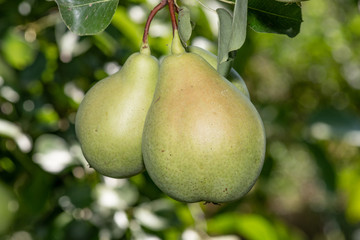 Red-green organic pear growing on a tree in the orchard