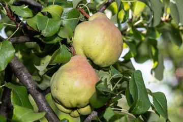 Red-green organic pear growing on a tree in the orchard
