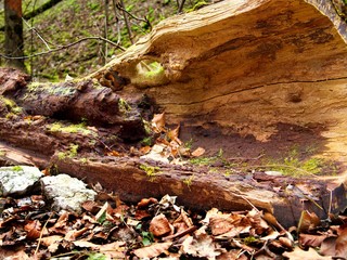 Vermoderter Baumstamm im Wald