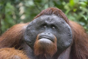 Close-up of male Orangutan in Borneo from Indonesia © RealityImages