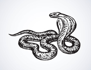 Snake. Vector drawing